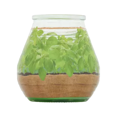 Bolsius Citronella Garden with Basil