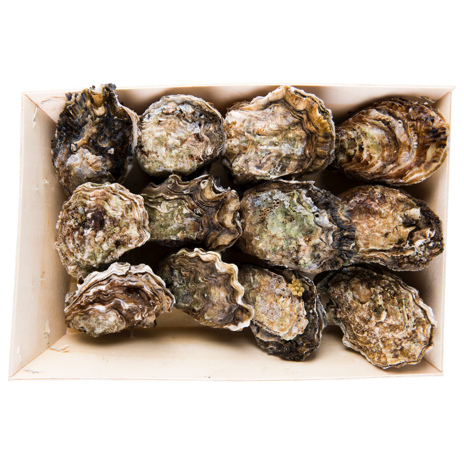 Zeeuwse oesters met gratis oestermes
