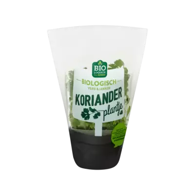 Huismerk Biologisch Koriander Plantje