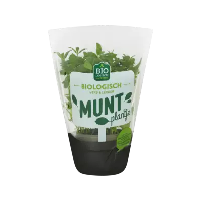 Huismerk Biologisch Munt Plantje